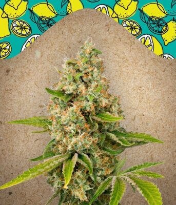 Lemon Kush Feminisiert-4 Samen - Seeds24