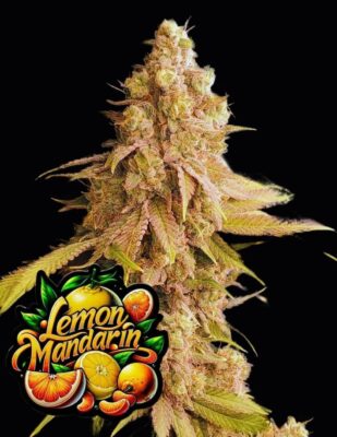Lemon Mandarin Feminisiert-3 Samen - Seeds24
