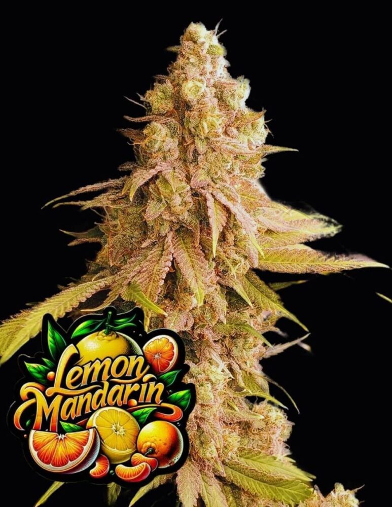 Lemon Mandarin Feminisiert-3 Samen - Seeds24