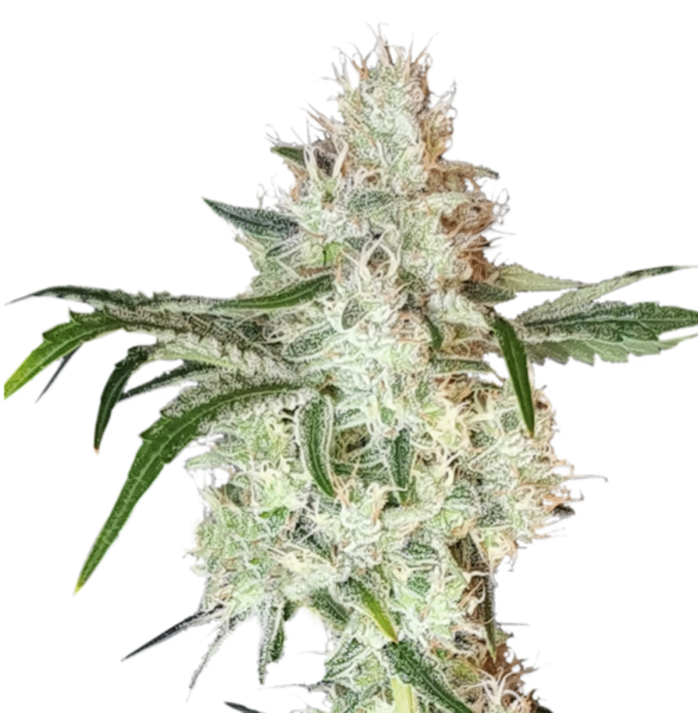 Lemon OG Feminisiert-3 Samen - Seeds24