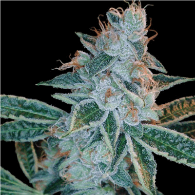 Lemon OG Kush Feminisiert-3 Samen - Seeds24