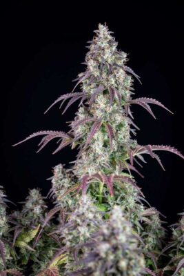 Lemon Pie Auto-3 Samen - Seeds24
