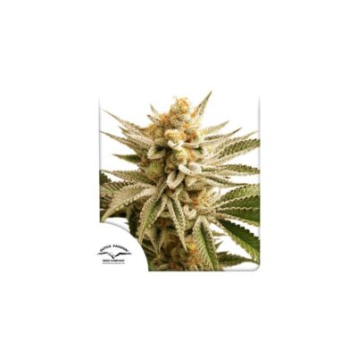 Lemon Z Feminisiert-3 Samen - Seeds24