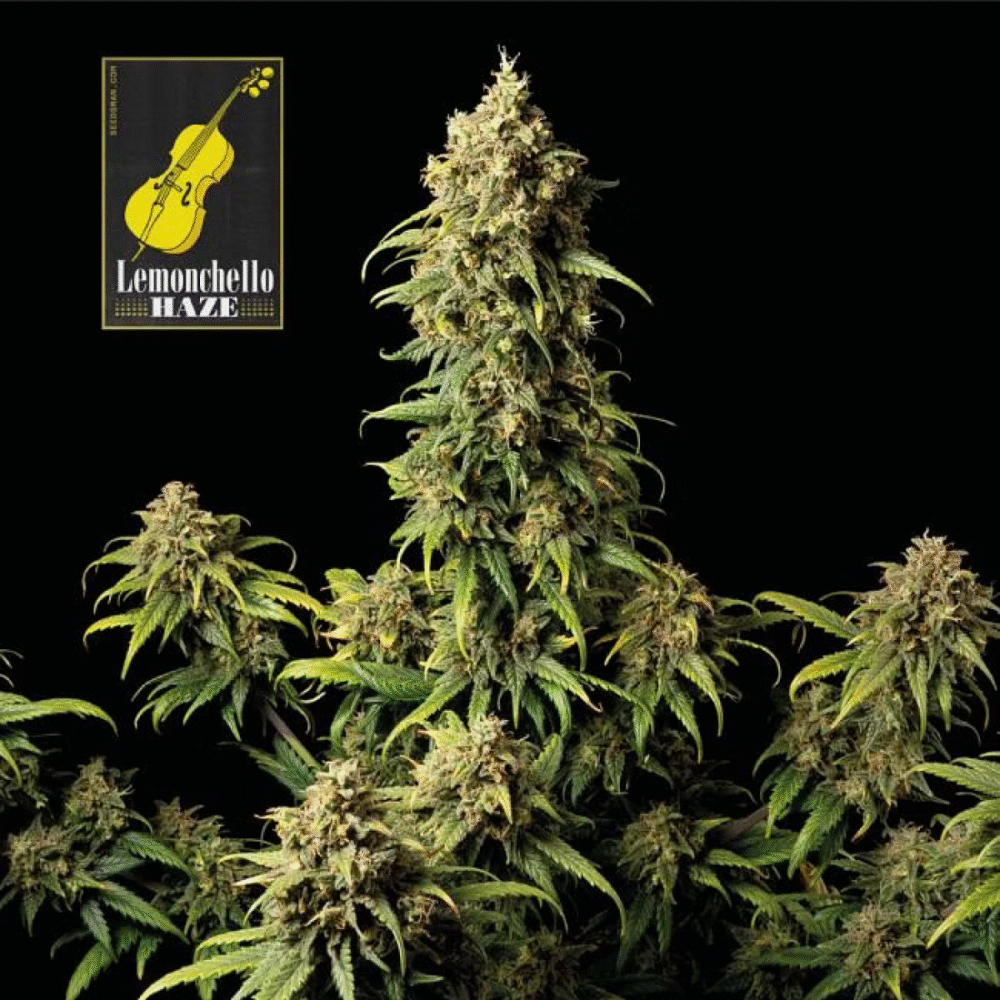 Lemonchello Haze Feminisiert-3 Samen - Seeds24