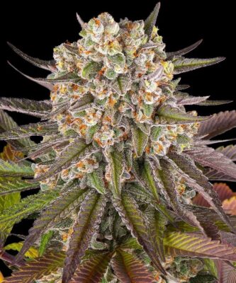Limoncello Feminisiert-3 Samen - Seeds24