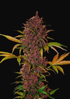 LSD-25 Auto-3 Samen - Seeds24