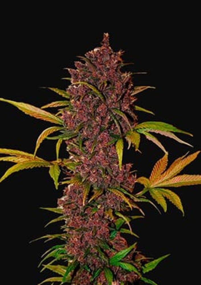 LSD-25 Auto-3 Samen - Seeds24