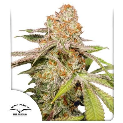 Mac 1 Auto-3 Samen - Seeds24