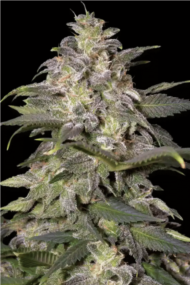 Magic Bud Feminisiert-3 Samen - Seeds24