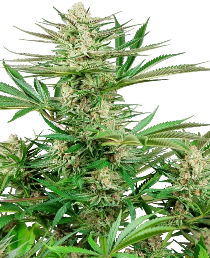 Malibu OG Gold Feminisiert-3 Samen - Seeds24