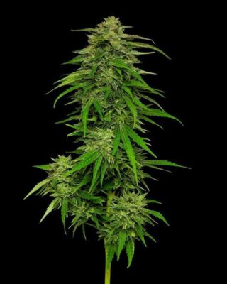 Mango Sherbert Auto-3 Samen - Seeds24