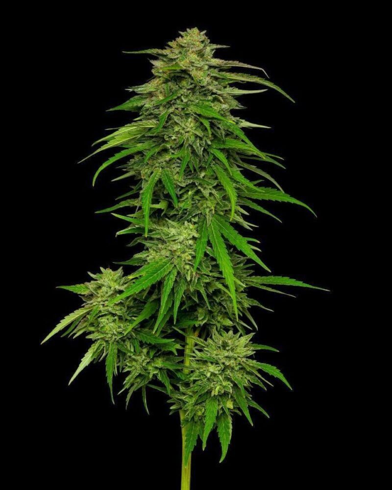 Mango Sherbert Feminisiert-3 Samen - Seeds24