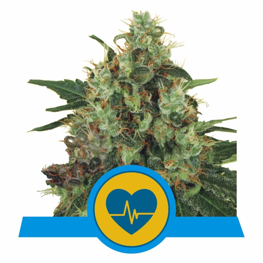 Medical Mass CBD Feminisiert-3 Samen - Seeds24
