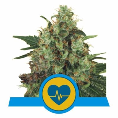 Medical Mass CBD Feminisiert-3 Samen - Seeds24
