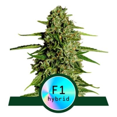 Medusa F1 Automatic-3 Samen - Seeds24
