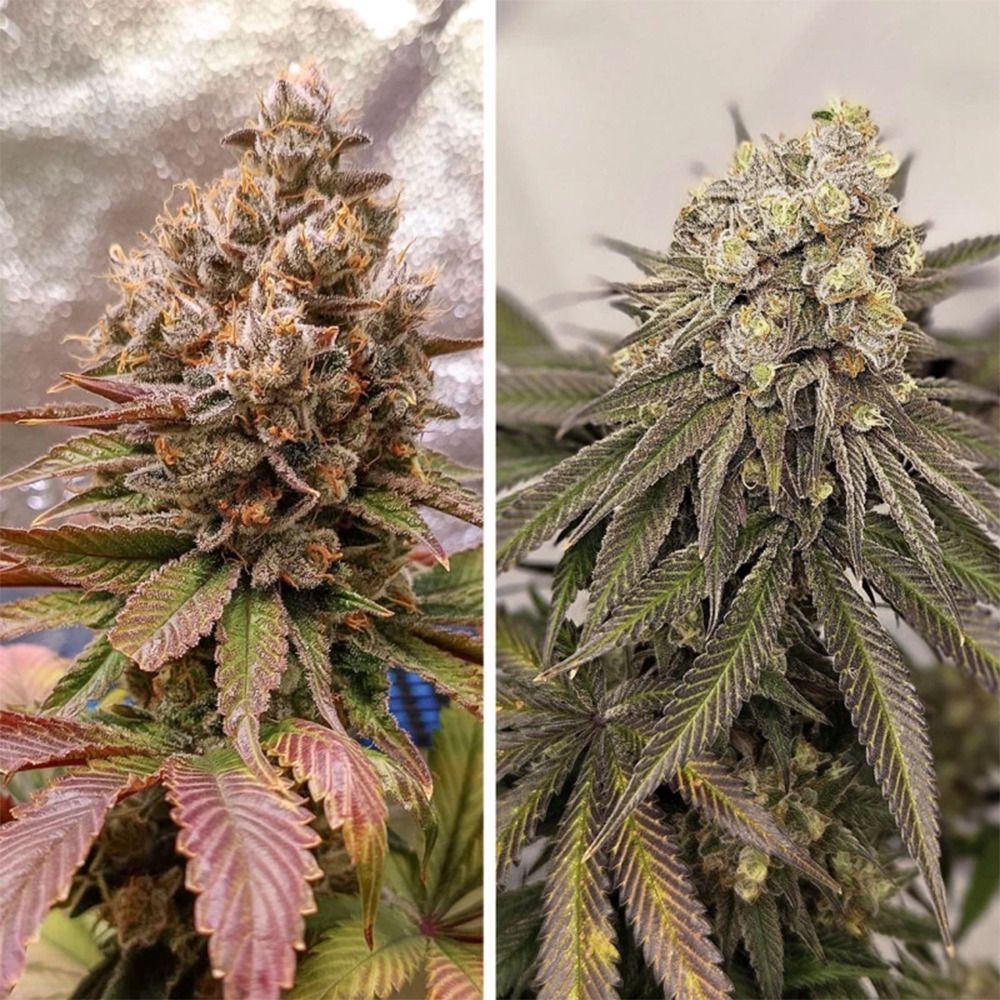 Melonade Runtz Feminisiert-3 Samen - Seeds24