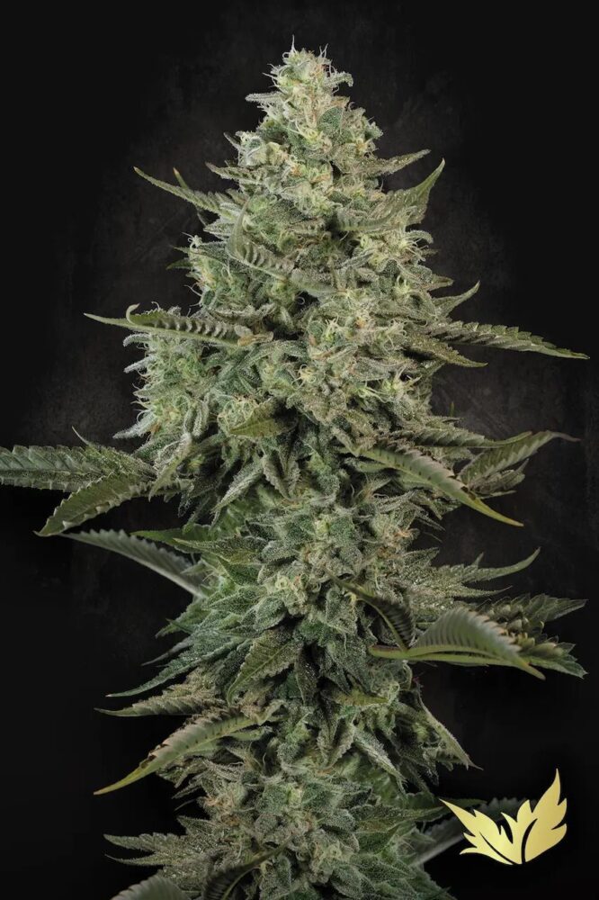 Mendo Creme Feminisiert-3 Samen - Seeds24