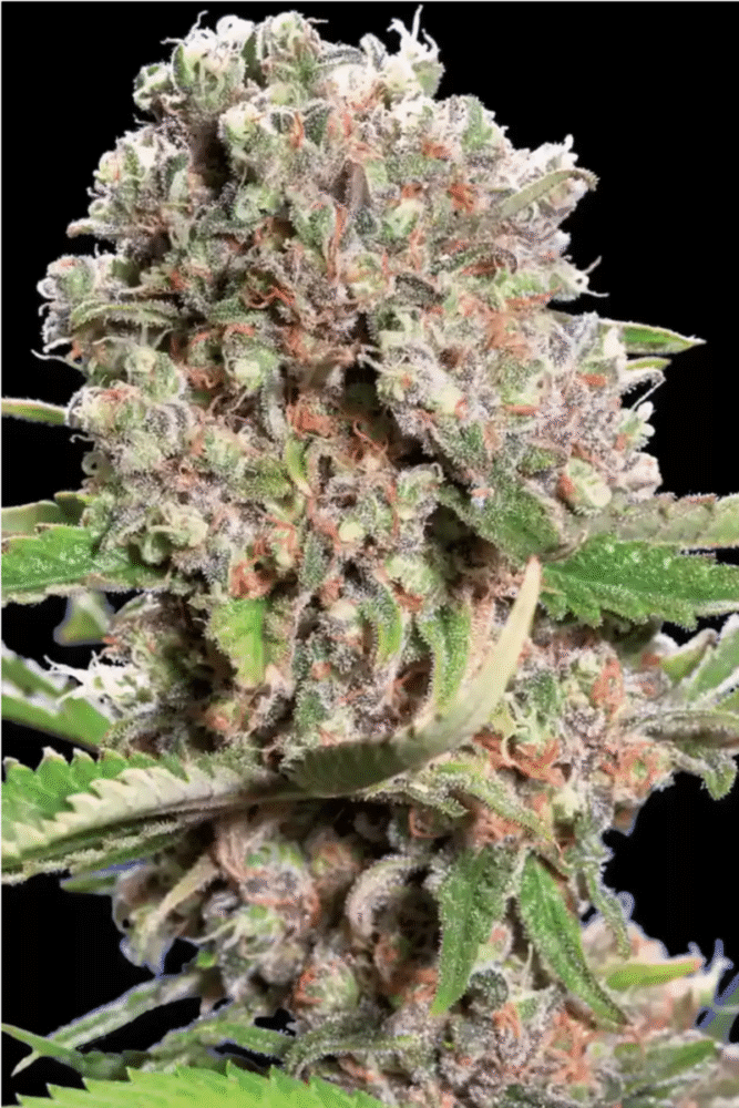 Mendocino Skunk Feminisiert-3 Samen - Seeds24