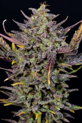 Mexican Airlines Auto-3 Samen - Seeds24