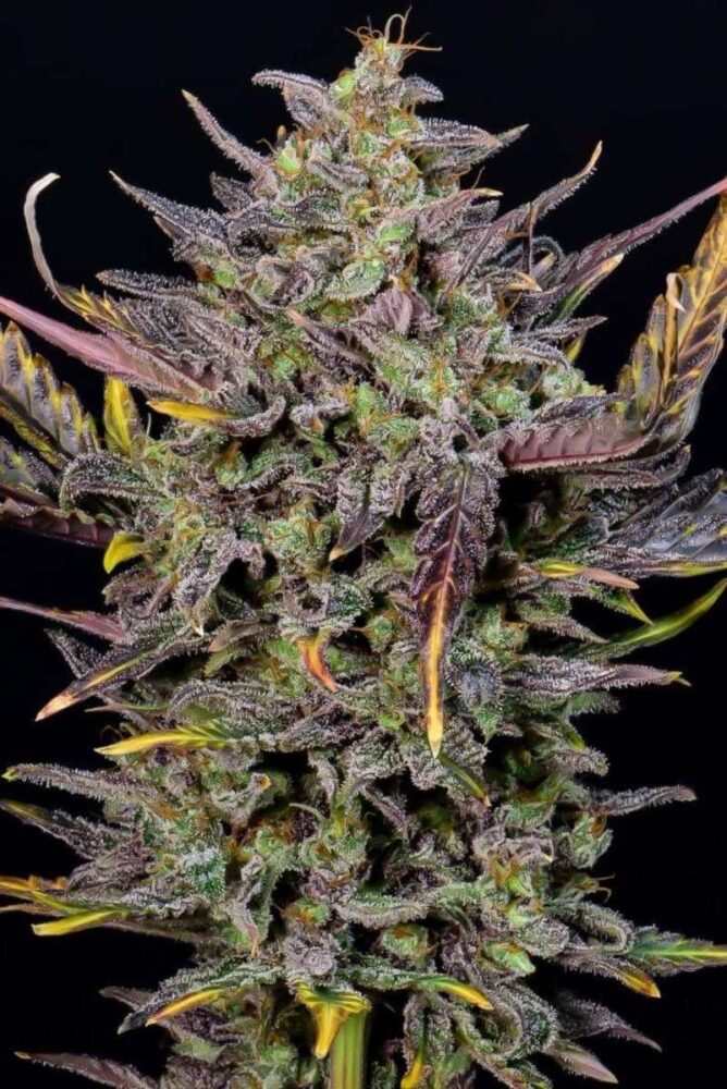 Mexican Airlines Auto-3 Samen - Seeds24