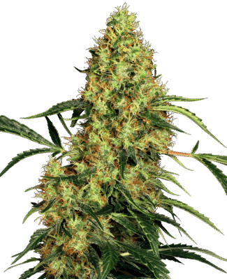 Mexican Sativa Feminisiert-3 Samen - Seeds24