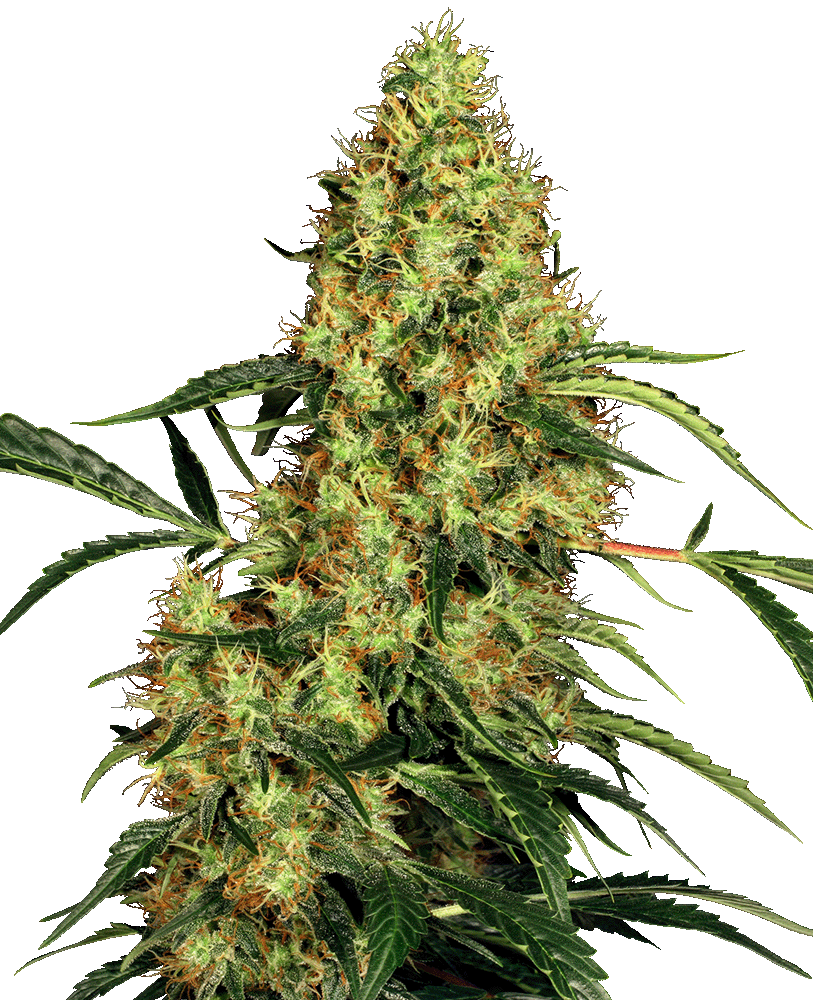 Mexican Sativa Feminisiert-3 Samen - Seeds24