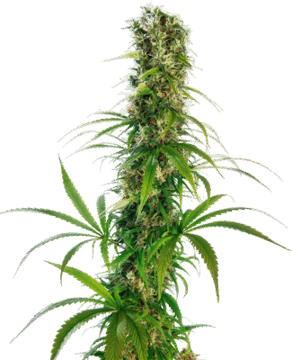 Michka Feminisiert-3 Samen - Seeds24