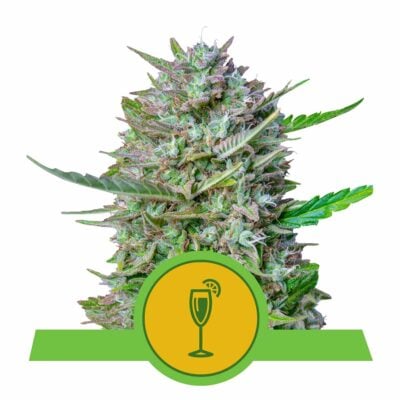 Mimosa Automatic-3 Samen - Seeds24