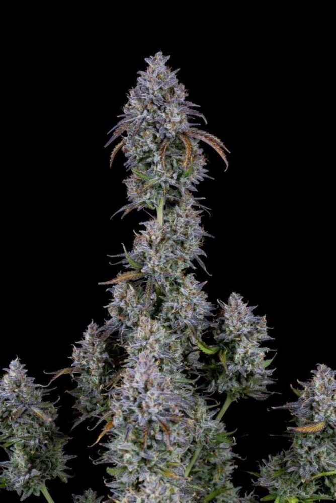 Mimosa Cake Auto-3 Samen - Seeds24