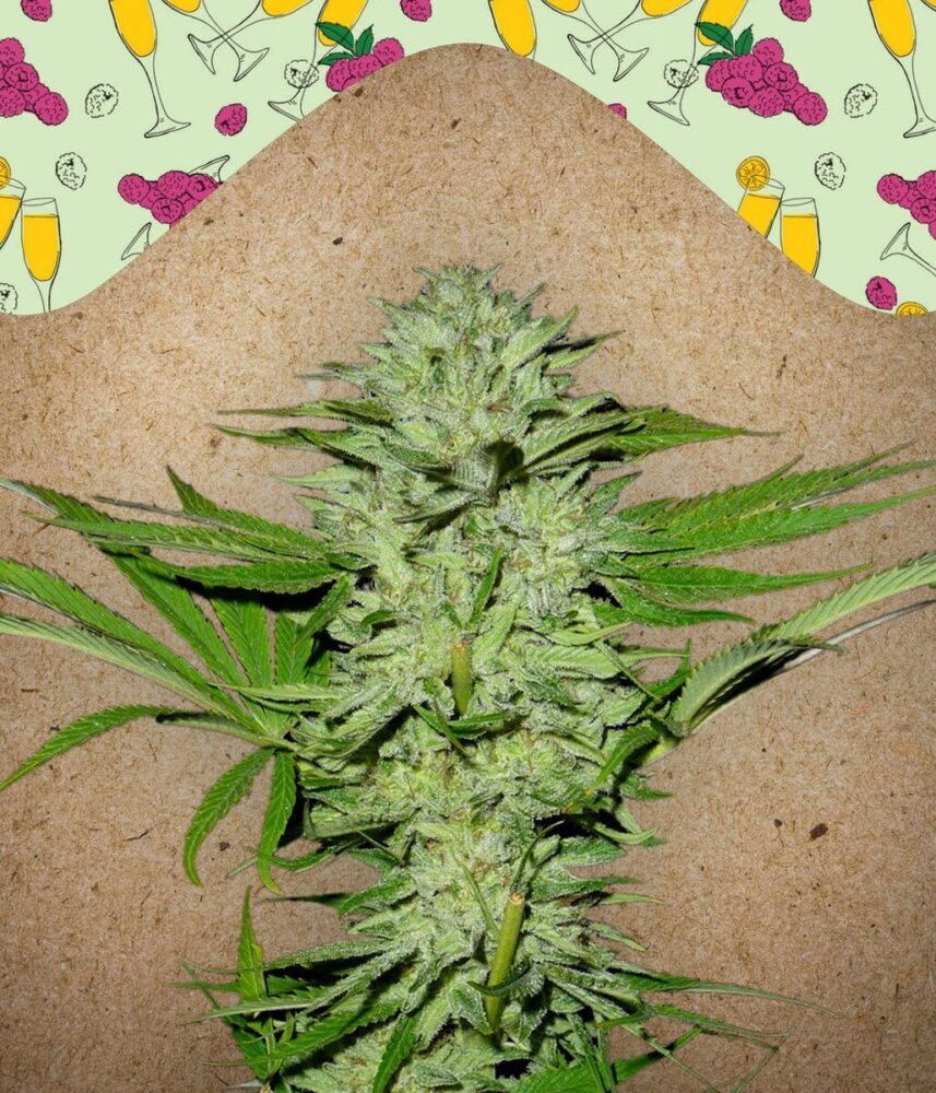 Mimosa Champagne Feminisiert-4 Samen - Seeds24