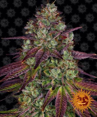 Mimosa EVO Feminisiert-3 Samen - Seeds24