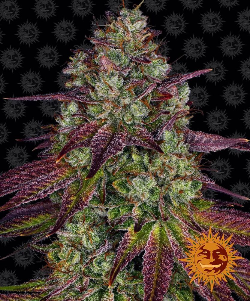 Mimosa EVO Feminisiert-3 Samen - Seeds24