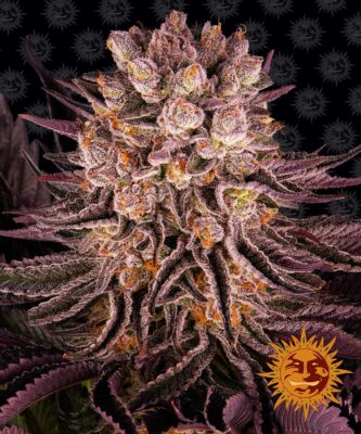 Mimosa x Orange Punch Feminisiert-3 Samen - Seeds24