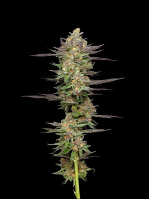 Mint Jelly Auto-3 Samen - Seeds24