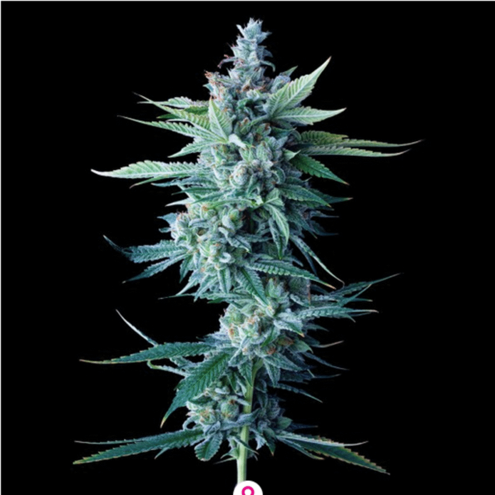 Miss DNA Feminisiert-3 Samen - Seeds24