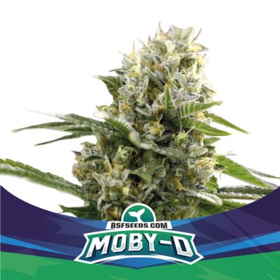 Moby D Auto-4 Samen - Seeds24