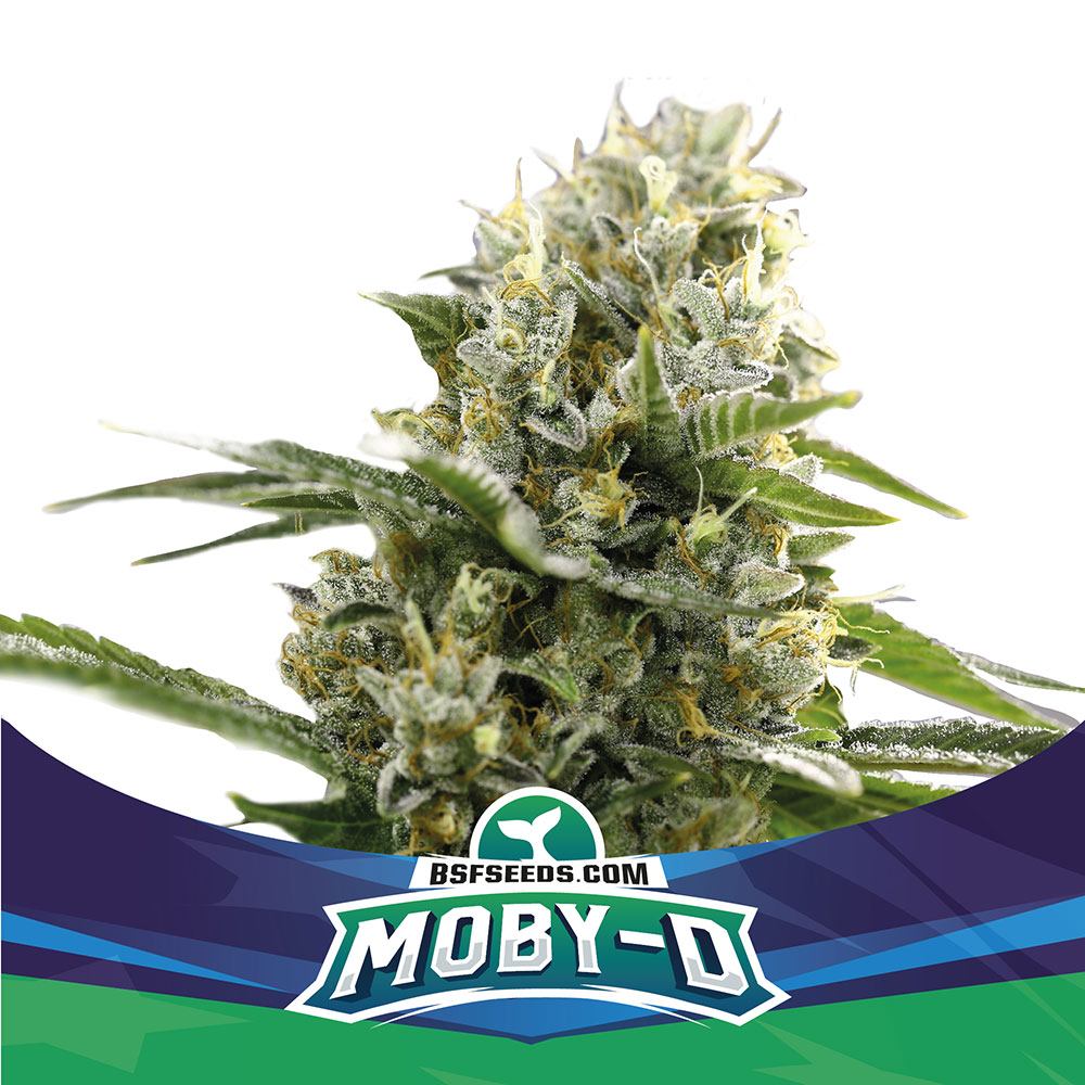 Moby D Auto-4 Samen - Seeds24