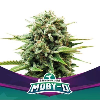 Moby-D Feminisiert-4 Samen - Seeds24