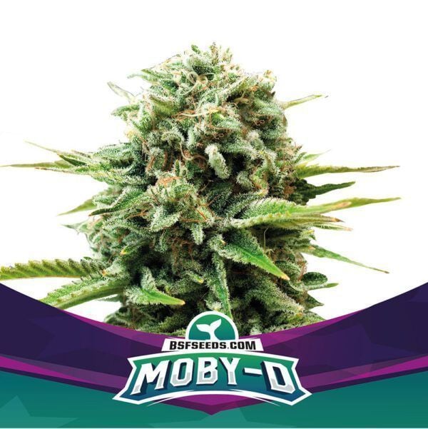 Moby-D Feminisiert-4 Samen - Seeds24