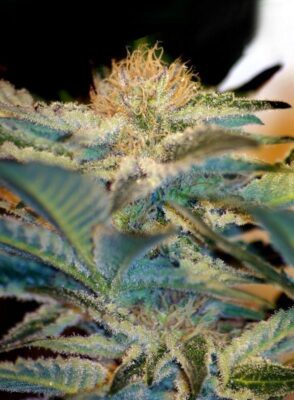 Mohan Ram Auto-3 Samen - Seeds24