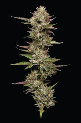 Moon Fog Feminisiert-3 Samen - Seeds24