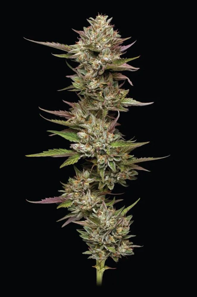 Moon Fog Feminisiert-3 Samen - Seeds24