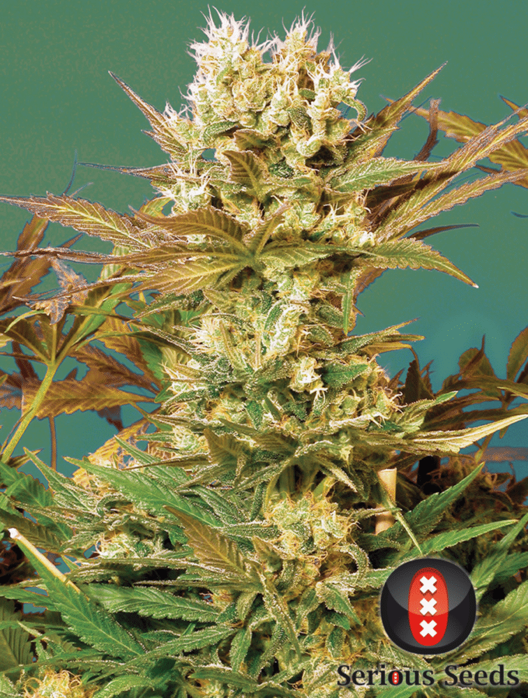 Motavation Feminisiert-3 Samen - Seeds24