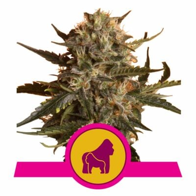 Mother Gorilla Feminisiert-3 Samen - Seeds24
