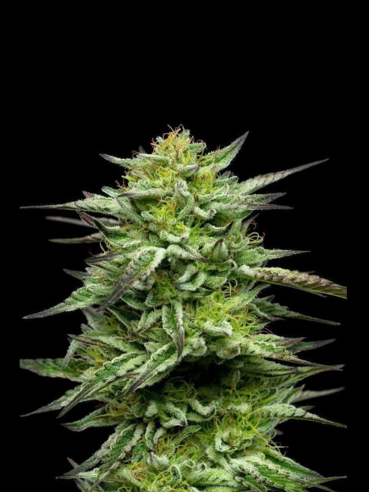 Mountaintop Mint Feminisiert-3 Samen - Seeds24