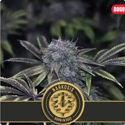 Narkosis Feminisiert-3 Samen - Seeds24