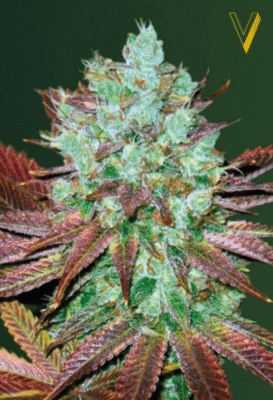 NHL Diesel Automatic-3 Samen - Seeds24