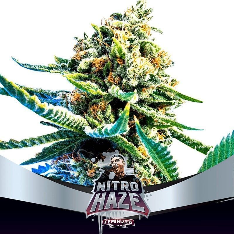 Nitron Haze Feminisiert-4 Samen - Seeds24