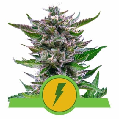 North Thunderfuck Automatic-3 Samen - Seeds24