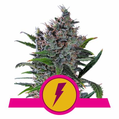 North Thunderfuck Feminisiert-3 Samen - Seeds24
